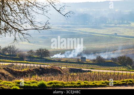 Rauch, der während der Winterzeit aus brennendem Rebschnitt in den Weinbergen des Burgunds steigt Stockfoto