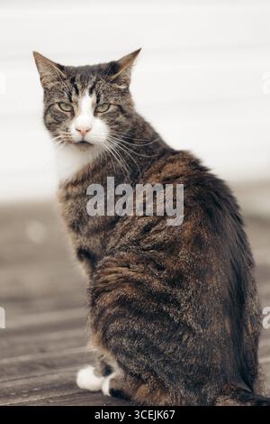 Nahaufnahme einer ernsthaft aussehenden Tabby-Katze mit weißer Brust, die auf Holzdeck sitzt Stockfoto