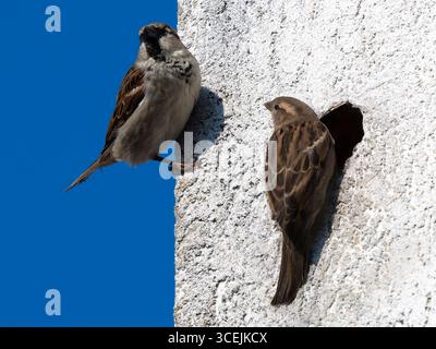 Stadt ​​sparrows sitzt Nest an der Wand eines Hauses Stockfoto