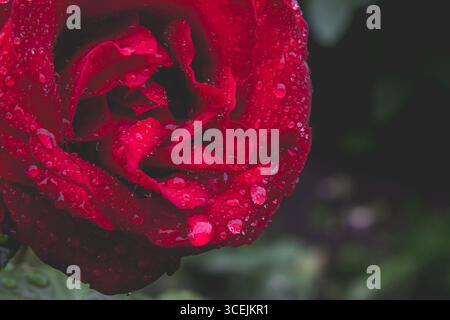 Eine Nahaufnahme einer wunderschönen dunkelroten Rose, bedeckt mit kleinen Regentropfen. Das Bild hebt die samtige Textur der Blütenblätter und den lebhaften Kontrast hervor Stockfoto