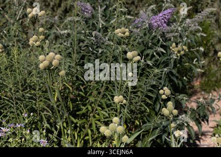 Eryngium yuccifolium - Klapperschlange Meister. Stockfoto