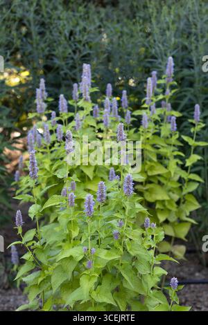 Agastache foeniculum 'Golden jubilee' Anis Ysop. Stockfoto