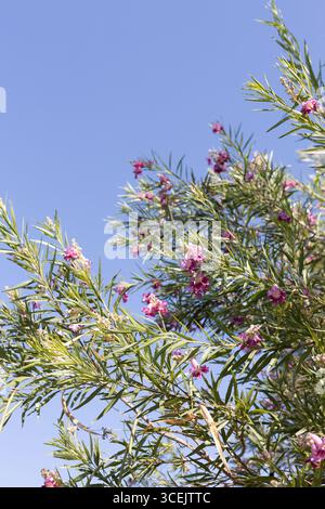 Chilopsis linearis 'Lucretia Hamilton' Wüstenweide. Stockfoto