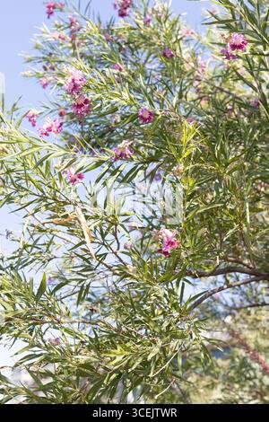 Chilopsis linearis 'Lucretia Hamilton' Wüstenweide. Stockfoto
