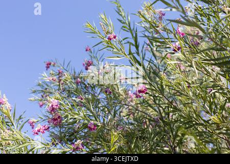 Chilopsis linearis 'Lucretia Hamilton' Wüstenweide. Stockfoto