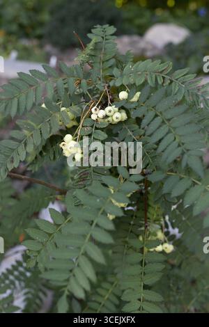 Sorbus koehneana - koehne Gebirgsasche. Stockfoto