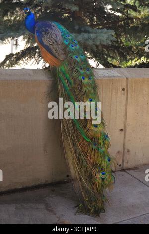 Pfauen sind so bunt! Stockfoto