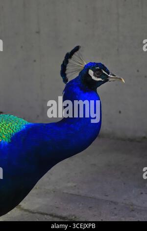 Pfauen sind so bunt! Stockfoto