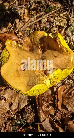 Blick von oben auf einen essbaren Pilz Suillus bovinus, oder Jersey-Kuhpilz wächst im Sonnenlicht im deutschen Wald inmitten von trockenen Blättern. Stockfoto