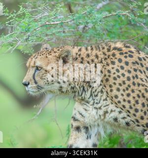 Gepard Stockfoto