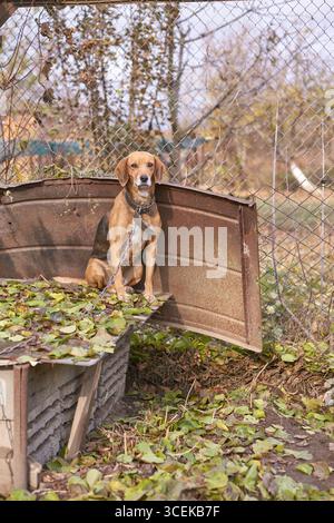 Beagle-Hund sitzt in einer Outdoor-Zwinger mit Kette am Herbsttag in einem umzäunten Hof. Stockfoto