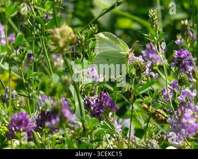 Ein Schwefel-Schmetterling (Gonepteryx rhamni), fotografiert in Musio. Musio ist ein Stadtteil von Tremosine am Gardasee. Stockfoto