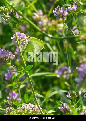 Ein Schwefel-Schmetterling (Gonepteryx rhamni), fotografiert in Musio. Musio ist ein Stadtteil von Tremosine am Gardasee. Stockfoto