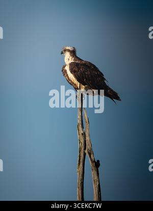 Osprey (Pandion haliaetus) thronte auf einem toten Baumzweig vor einem blauen Himmel an der Küste von New York Stockfoto