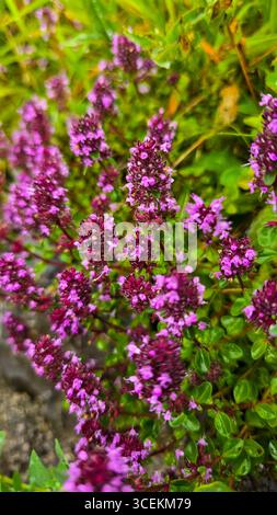 Blühend violett-rosa duftende Thymus serpyllum oder Satureja montana vor dem Hintergrund grüner Blätter mit Regentropfen in den Alpen. Wunderschönes Essen Stockfoto