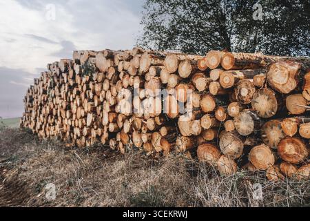 Großer Stapel frisch geschnittener Baumstämme, die im Freien auf trockenem Gras gestapelt sind, mit sichtbarer Holzstruktur, Jahresringen und Rindendetails unter natürlichem Tageslicht in ru Stockfoto