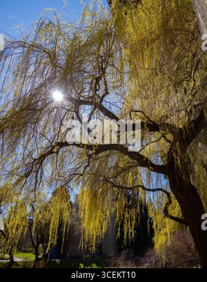 Nahaufnahme eines hinterleuchteten Weidenbaums mit Licht, das von hinter goldenem Licht durch die Äste eines Weidenbaums mit Baumsilhouetten leuchtet Stockfoto