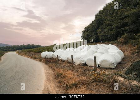 Eine große Gruppe weißer, mit Plastik umwickelter Heuballen, die entlang der ländlichen Herbststraße in der Nähe von Ackerland und Wald unter weichem rosa Abendhimmel in friedlicher Umgebung gestapelt sind Stockfoto