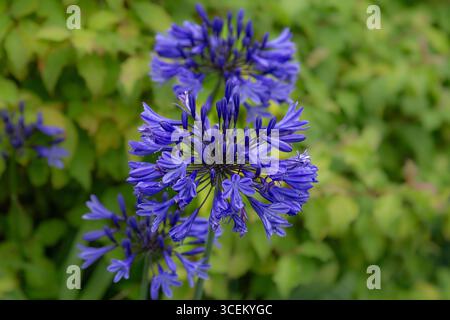 Agapanthus Blue Triumphator Blüten. (Afrikanische Lilie, Agapanthus africanus). Eine Laubkräuter-Staude, die gut in Töpfen und Grenzen wächst. Stockfoto
