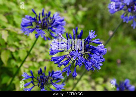 Agapanthus Blue Triumphator Blüten. (Afrikanische Lilie, Agapanthus africanus). Eine Laubkräuter-Staude, die gut in Töpfen und Grenzen wächst. Stockfoto