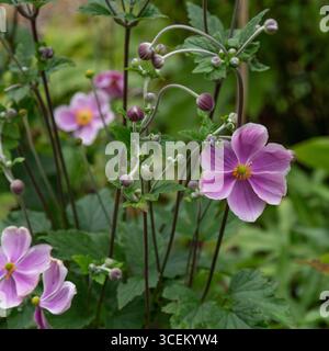 Rosafarbene japanische Anemonen in voller Blüte. Stockfoto