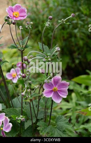 Rosafarbene japanische Anemonen in voller Blüte. Stockfoto