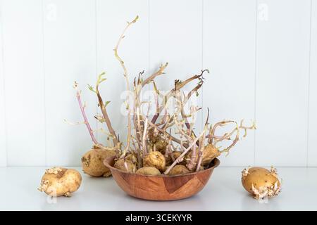 Keimkartoffeln in Holzschüssel auf der weißen Küchentheke – altes Gemüse mit langen Triebe Stockfoto