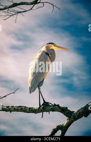 Eleganz im Profil – die markante Form eines Reihers, der sich in weichen Wolken befindet. Stockfoto
