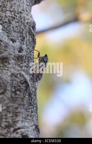 Eine Zikada sitzt auf einem Feigenbaum im Sommer, Nahaufnahme. Stockfoto
