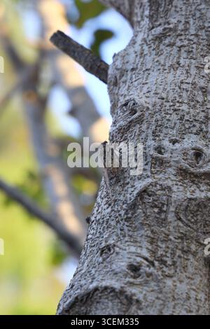 Eine Zikada sitzt auf einem Feigenbaum im Sommer, Nahaufnahme. Stockfoto