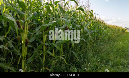 Große Maispflanzen auf dem Feld, grüne Gemüseblätter, Stängel gegen den blauen Abendhimmel. Sterns, Blätter in Reihe Stockfoto