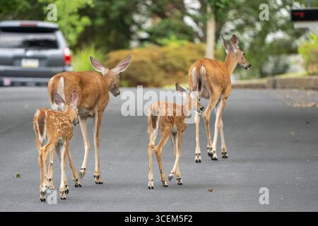 Wildschwanzhirsch (Odocoileus virginianus) und Rehkitz überqueren die Straße in einem Vorstadtviertel Stockfoto