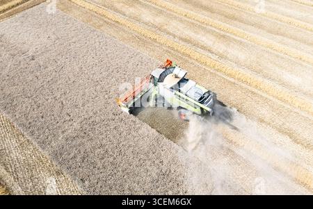 Ein Mähdrescher, der am 10. August in Watton, Norfolk, gesehen wurde und den letzten Schnitt eines Weizenfeldes beendete. Stockfoto