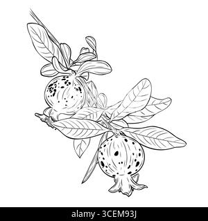 Monochrome botanische Granatäpfel auf einem Zweig mit Blättern. Grafik Linie Kunst Hand gezeichnet Tinte schwarz-weiß Illustrationsvektor Stock Vektor