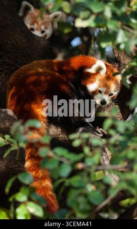 Roter Panda-Kletterbaum Stockfoto