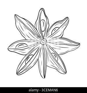 Monochrome botanische duftende Gewürzzeichnung einer Sternanispflanze isoliert auf weißem Hintergrund. Grafischer handgezeichneter Tintenvektor Stock Vektor