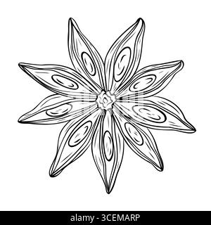 Monochrome botanische duftende Gewürzzeichnung einer Sternanispflanze isoliert auf weißem Hintergrund. Grafischer handgezeichneter Tintenvektor Stock Vektor