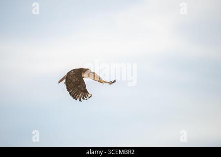 Rotschwanzfalke im Flug Stockfoto