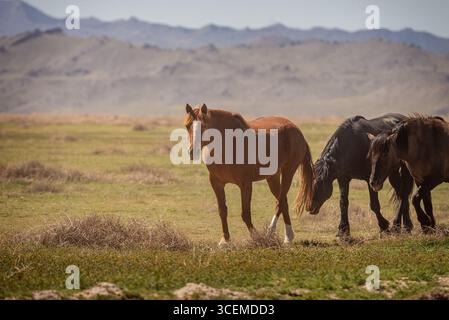 Wilde Sauerampfer-Stute Mustang gefolgt von zwei anderen Pferden Stockfoto