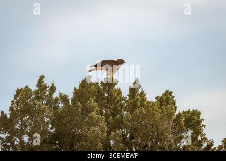 Rotschwanzfalke oder Hühnerfalke auf einem Baumwipfel Stockfoto