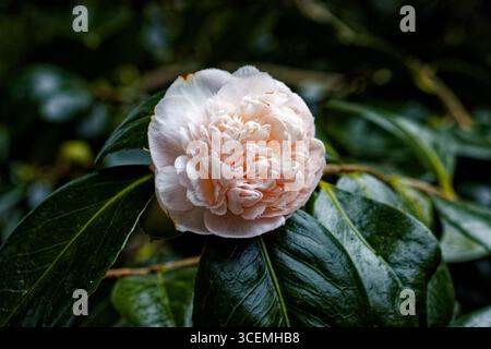 Camellia japonica „Mrs D.W. Davis Descanso“. Ein voller Pfingstrosen-Sport der „Mrs. D.W. Davis“, der aber anfällig für Ballspiele ist, und ich habe ihn nicht vollständig offen gesehen. Stockfoto