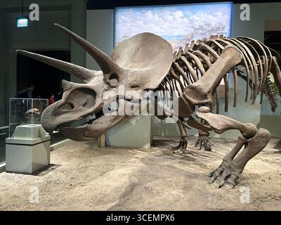 Triceratops Knochen in einem Museum Stockfoto