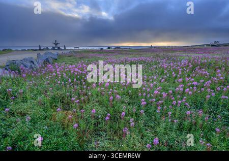 Sonnenaufgang über einem Feld von fireweed (Chamaenerion angustifolium) am Ufer der Hudon Bay in Churchill, Manitoba, Kanada Stockfoto