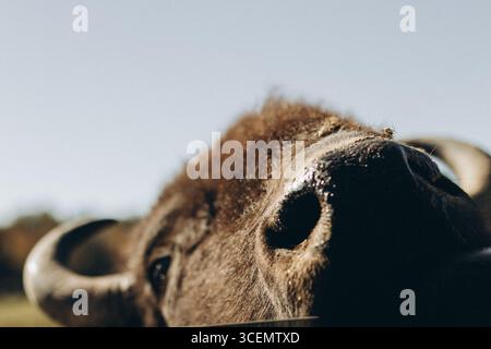Humorvolle Nahaufnahme der Nase und des Gesichts eines amerikanischen Bisons, die Textur und Details bei hellem Tageslicht mit geringer Schärfentiefe einfangen. Stockfoto