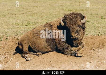 Ein großer amerikanischer Bison liegt friedlich auf der trockenen Erde auf einem sonnendurchfluteten offenen Feld und zeigt seinen massiven Körper und sein zotteliges Fell. Stockfoto