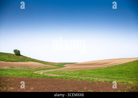 Breites ländliches Panorama von Titelski Breg, Vojvodina, Serbien, mit sanften Feldern und sanften Hügeln unter klarem blauen Himmel. Ein Feldweg führt durch die Farm Stockfoto