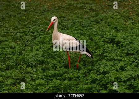 Weißstorch Ciconia ciconia steht auf Grasland, Ganzkörper-Wildtier-Aufnahme von großen Vögeln mit rotem Schnabel, roten Beinen und schwarzweißem Gefieder Stockfoto