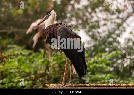 Abdimstorch Ciconia abdimii afrikanischer Storch mit schwarzem Gefieder und weißer Brust, der draußen auf Barsch mit natürlichem grünem Laubhintergrund steht Stockfoto