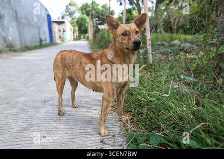 Asong Pinoy (Aspin) / Asong Kalye (Askal) Mehlhund auf den Philippinen, philippinische streunende gemischte einheimische Hunde, philippinische heimische Arten, ländlich Stockfoto
