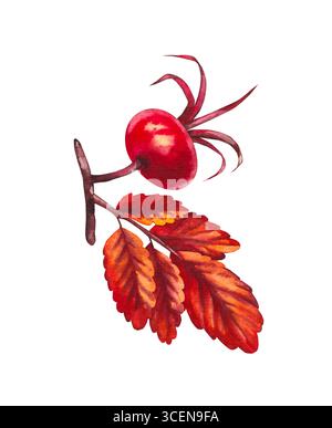 Botanische Illustration von Herbstpflanzen in Aquarellfarben Stockfoto